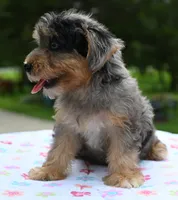 Sapphire blue eyes, a female Yorkipoo and Poodle - Toy  for sale in Dayton, OH – 5 of 10
