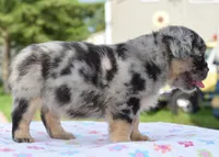 Ruby fluffy merle , a female Boston Terrier and French Bulldog for sale in Dayton, OH – 6 of 10