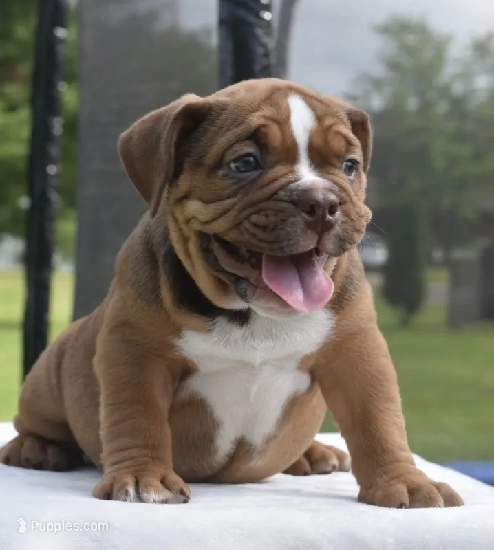 Legacy mini red bulldog hybrid  – English Bulldog, French Bulldog puppy for sale in Dayton, OH