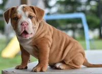 Hercules Bulldog hybrid , a male English Bulldog and Olde English Bulldogge for sale in Dayton, OH – 9 of 10
