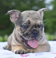 Tanka, a female Boston Terrier and French Bulldog for sale in Dayton, OH – 6 of 10