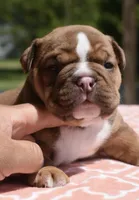 Legacy mini red bulldog hybrid , a female English Bulldog and French Bulldog for sale in Dayton, OH – 2 of 5