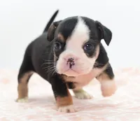 Princess tiny Bulldog hybrid , a female English Bulldog and Olde English Bulldogge for sale in Dayton, OH – 7 of 10