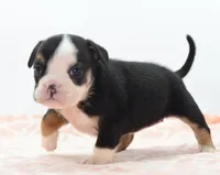 Princess tiny Bulldog hybrid , a female English Bulldog and Olde English Bulldogge for sale in Dayton, OH – 3 of 10