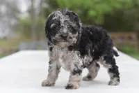 Merle Bentley puppy, a male Cocker Spaniel and Poodle - Toy  for sale in Dayton, OH – 5 of 10