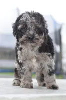 Merle Bentley puppy, a male Cocker Spaniel and Poodle - Toy  for sale in Dayton, OH – 10 of 10