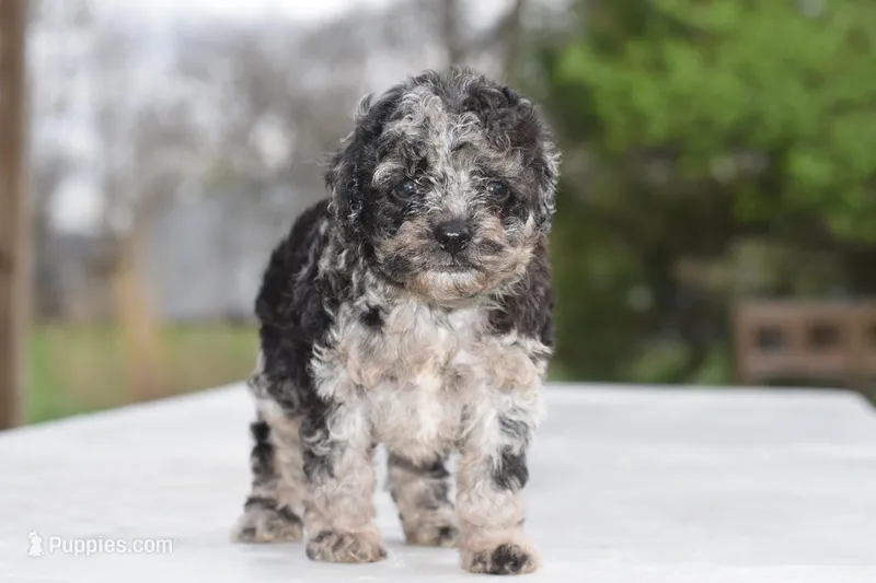 Merle Bentley puppy, a male Cocker Spaniel and Poodle - Toy  for sale in Dayton, OH – 1 of 10