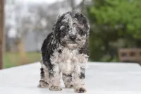 Merle Bentley puppy, a male Cocker Spaniel and Poodle - Toy  for sale in Dayton, OH – 1 of 10