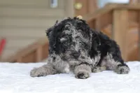 Merle Bentley puppy, a male Cocker Spaniel and Poodle - Toy  for sale in Dayton, OH – 3 of 10