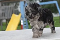 Merle Bentley puppy, a male Cocker Spaniel and Poodle - Toy  for sale in Dayton, OH – 9 of 10