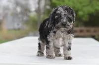 Merle Bentley puppy, a male Cocker Spaniel and Poodle - Toy  for sale in Dayton, OH – 2 of 10
