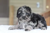 Merle Bentley puppy, a male Cocker Spaniel and Poodle - Toy  for sale in Dayton, OH – 4 of 10