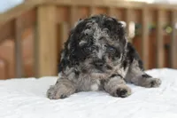 Merle Bentley puppy, a male Cocker Spaniel and Poodle - Toy  for sale in Dayton, OH – 8 of 10