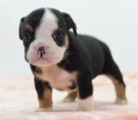Princess tiny Bulldog hybrid , a female English Bulldog and Olde English Bulldogge for sale in Dayton, OH – 5 of 10