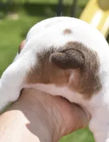 Envy mini bulldog hybrid , a female English Bulldog and French Bulldog for sale in Dayton, OH – 2 of 5