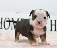 Queen tricolor Bulldog hybrid , a female English Bulldog and Olde English Bulldogge for sale in Dayton, OH – 7 of 10