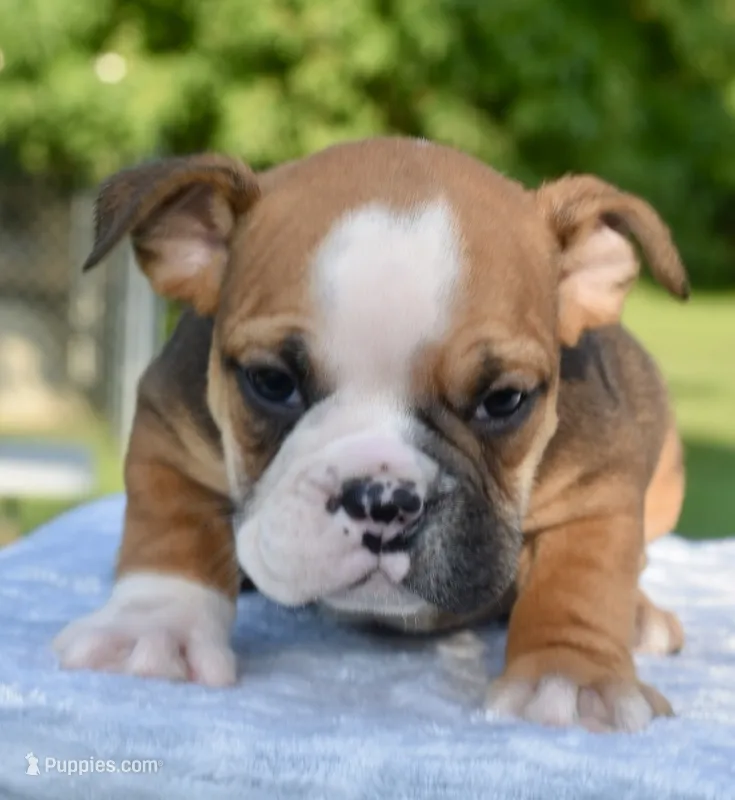 Bruno mini hybrid bulldog – English Bulldog, French Bulldog puppy for sale in Dayton, OH