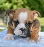 Bruno mini hybrid bulldog, a male English Bulldog and French Bulldog for sale in Dayton, OH – 1 of 8