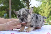 Cindy, a female Boston Terrier and French Bulldog for sale in Dayton, OH – 4 of 10