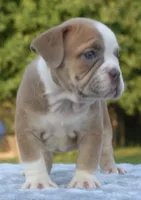 Luna bully hybrid , a female English Bulldog and Olde English Bulldogge for sale in Dayton, OH – 7 of 10