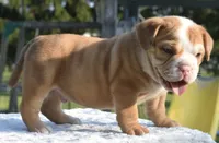 Tank mini hybrid bulldog , a male English Bulldog and French Bulldog for sale in Dayton, OH – 7 of 8