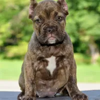 Maple, a female French Bulldog and Olde Boston Bulldogge for sale in Dayton, OH – Photo 8 of 10