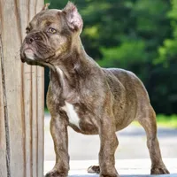 Maple, a female French Bulldog and Olde Boston Bulldogge for sale in Dayton, OH – Photo 5 of 10