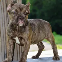 Maple, a female French Bulldog and Olde Boston Bulldogge for sale in Dayton, OH – Photo 3 of 10
