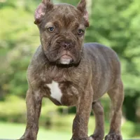 Maple, a female French Bulldog and Olde Boston Bulldogge for sale in Dayton, OH – Photo 10 of 10