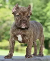 processed/3e0f09a0-3cc6-4085-bf7d-8f9732367f69/listing/94e302cf-479e-4203-94b4-26564c167abe/983e2505-36ad-46c5-8b8f-4095a2170ff5