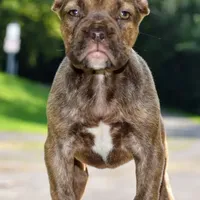 Maple, a female French Bulldog and Olde Boston Bulldogge for sale in Dayton, OH – Photo 4 of 10