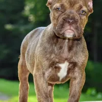 Maple, a female French Bulldog and Olde Boston Bulldogge for sale in Dayton, OH – Photo 7 of 10