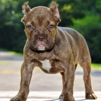 Maple, a female French Bulldog and Olde Boston Bulldogge for sale in Dayton, OH – Photo 1 of 10