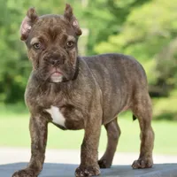 Maple, a female French Bulldog and Olde Boston Bulldogge for sale in Dayton, OH – Photo 2 of 10