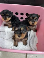 King male Yorkie puppy , a male Yorkshire Terrier for sale in Dayton, OH – Photo 4 of 4