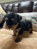 King male Yorkie puppy , a male Yorkshire Terrier for sale in Dayton, OH – Photo 3 of 4