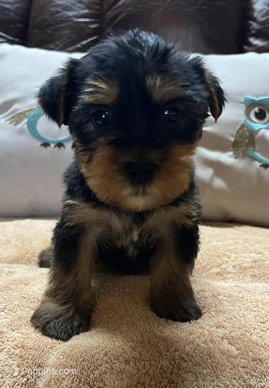 King male Yorkie puppy  – Yorkshire Terrier puppy for sale in Dayton, OH