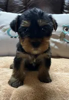 King male Yorkie puppy , a male Yorkshire Terrier for sale in Dayton, OH – Photo 1 of 4