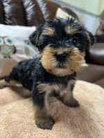 King male Yorkie puppy , a male Yorkshire Terrier for sale in Dayton, OH – Photo 2 of 4