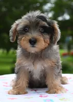 Sapphire blue eyes, a female Yorkipoo and Poodle - Toy  for sale in Dayton, OH – 7 of 10