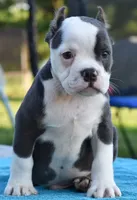 Hercules Bulldog hybrid , a male English Bulldog and French Bulldog for sale in Dayton, OH – 1 of 10