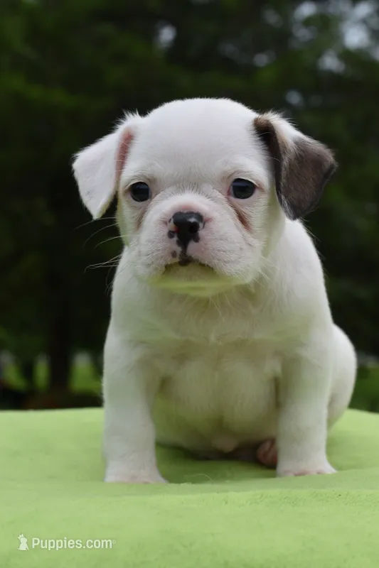 Milo – Boston Terrier, French Bulldog puppy for sale in Dayton, OH