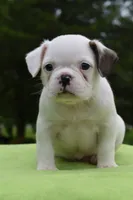 Milo, a male Boston Terrier and French Bulldog for sale in Dayton, OH – 4 of 10