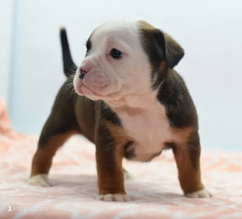 Rosie tricolor hybrid Bulldog  – English Bulldog, Olde English Bulldogge puppy for sale in Dayton, OH
