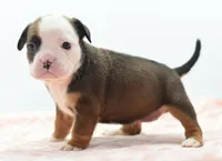 Rosie tricolor hybrid Bulldog , a female English Bulldog and Olde English Bulldogge for sale in Dayton, OH – 8 of 10