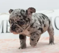 Ruby merle, a female Boston Terrier and French Bulldog for sale in Dayton, OH – 8 of 10