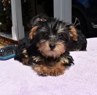 Molly phantom , a female Yorkipoo and Poodle - Toy  for sale in Dayton, OH – 5 of 6