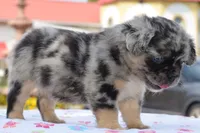Ruby fluffy merle , a female Boston Terrier and French Bulldog for sale in Dayton, OH – 9 of 10