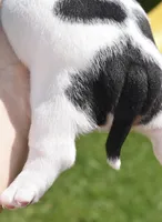 Fiona mini bulldog hybrid , a female English Bulldog and French Bulldog for sale in Dayton, OH – 2 of 7