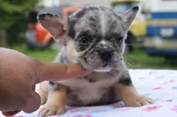 Cindy, a female Boston Terrier and French Bulldog for sale in Dayton, OH – 1 of 10